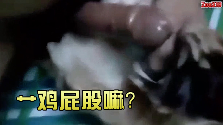 艹雞屁股嘛